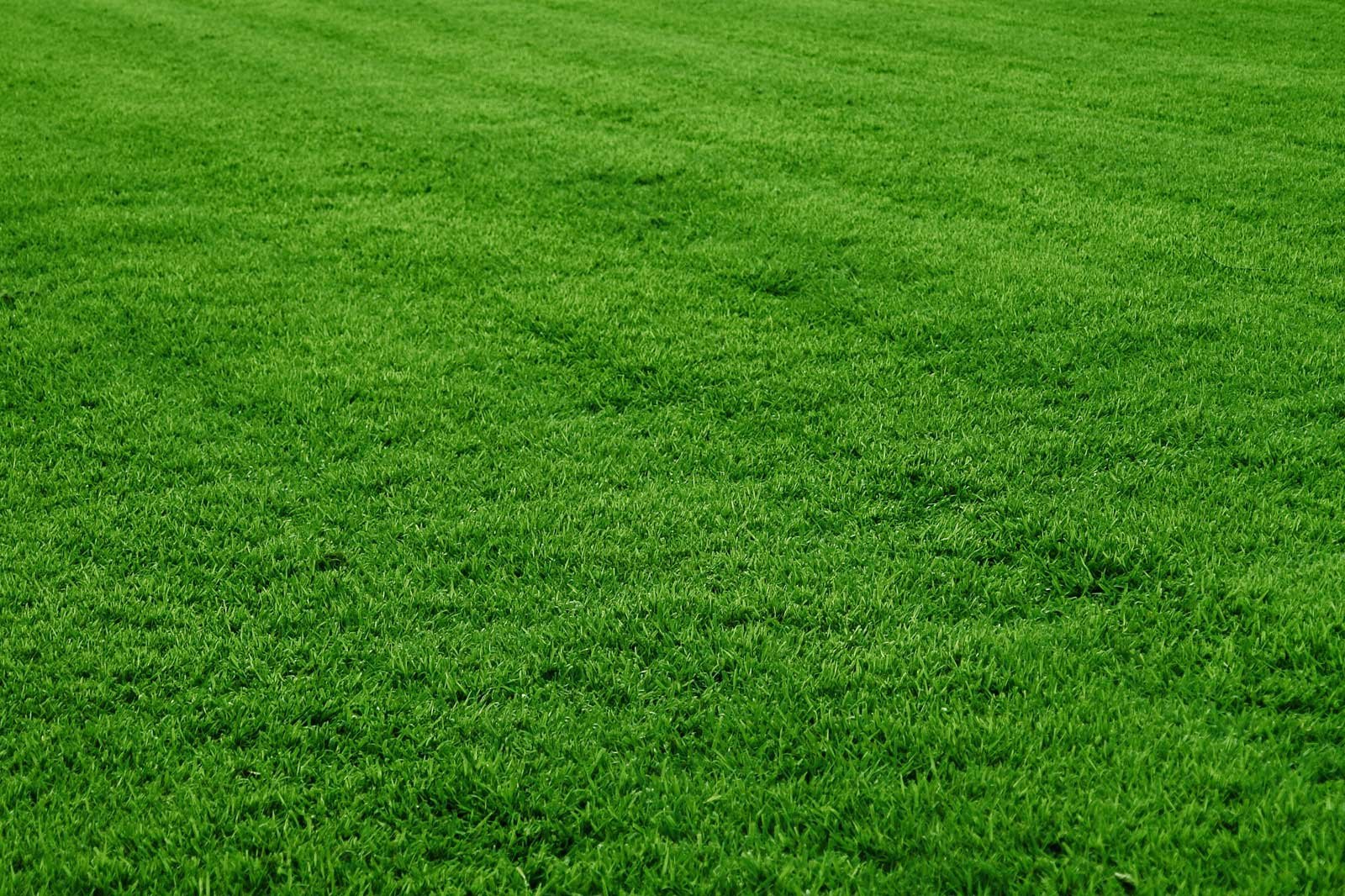 Contact – Turf Lawn Maintenance